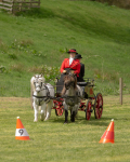 Attelage -938