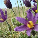 Pulsatilla patens - Pasque-flower