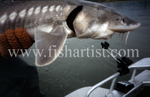 Sturgeon Mouth.