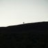 Lone scots pine Beauly
