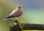 Wild Kestrel