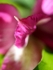 Alstromeira Petal Point
