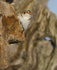 SNOW BUNTINGS