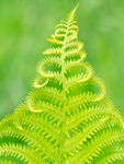 FERN - BRUCE COUNTY
