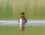 Slavonian Grebe - Podiceps auritus