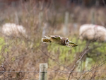 Short-eared Owl