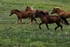 Horses and flowers