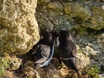 Razorbills