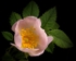 Dog Rose (02)