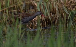 05 ANDY COTTON_WATER RAIL HUNTING