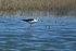 Black-winged Stilt