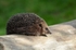 Hedgehog