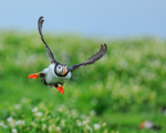 Puffin aborting landing, Farne Islands