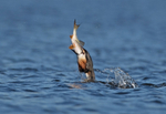 Great Crested Grebe - Podiceps cristatu