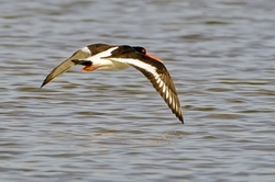 Oystercatcher in Flight
