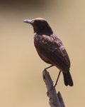 Northern Anteater Chat portfolio