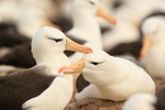 Black-browed Albatrosses preening each other, Falklands