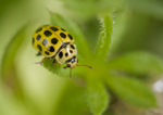Twenty-two Spot Ladybird - Psyllbora 22-punctata RPNP0007