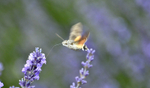An even smaller kind of humming 'bird'...