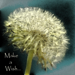 Make A Wish
