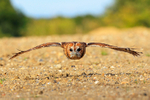 Tawny Owl in flight