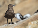 Brown Skua, Carcass Island, Falklands