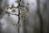 Blossom 1