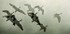 Geese in Flight