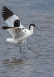 Avocet