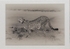 014 Cheetah Stretch