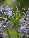 Rainy Agapanthus