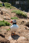 Puffin, Skomer Island