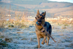 Tess