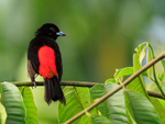 Passerini's Tanager (male), Costa Rica