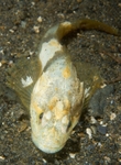 Myoxocephalus scorpius
