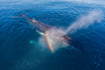 Rainbow Blow_16A8063