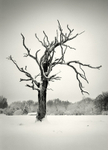 Snow Tree