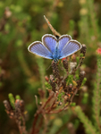 Silver-studded Blue (male), Arne, Dorset