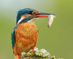 Kingfisher (female) perched with fish, Scotland