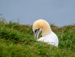 Gannet
