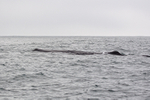 Surface profile of Sperm Whale, Kaikoura, New Zealand