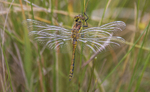 Black Darter