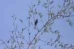 Racket Tailed Drongo (can you spot his tail?)