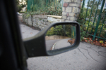 Urban fox reflection in a car mirrior in Bristol