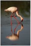 Filter Feeder