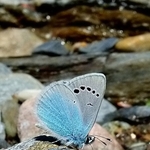 Green-underside Blue (Glaucopsyche alexis) M