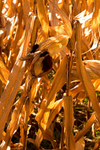 Corn Crop