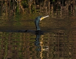 Cormorant