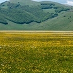 Wild Tulips (Tulipa sylvestris ssp australis) growing with Poet's Narcissus (Narcissus poeticus