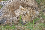 African Leopards portfolio